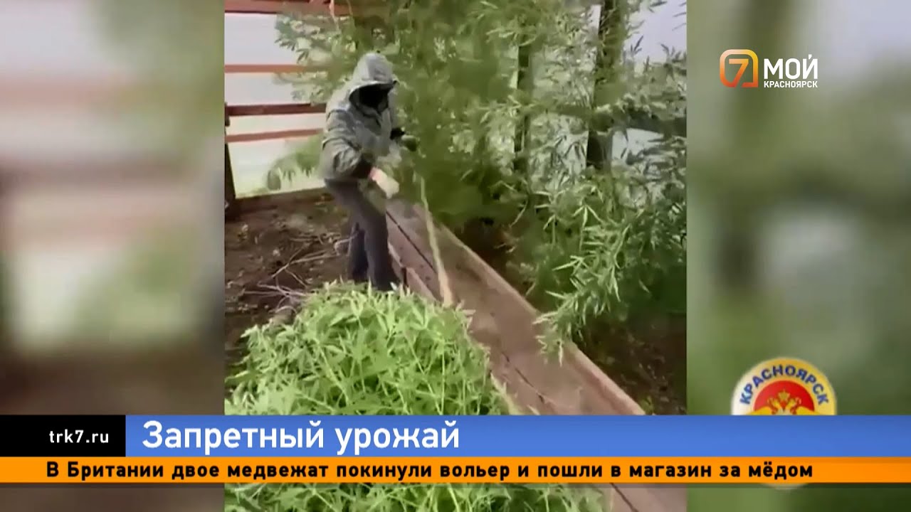 Дивногорский «дачник» завел теплицы для криминального урожая марихуаны