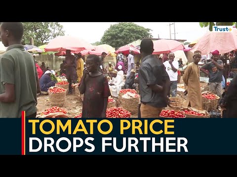 Tomato Price Drops Further, As Wet Season Harvest Begins