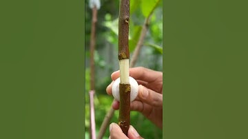 New technique propagate guava tree by air layering using onion juice #guavava