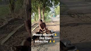 pyare bacche group mein rahte hain #dog #leva #please #leva #funny #animals me 🙏🙏😍😍💯❤️🐕🦺♥️❤️❤️🐕🦺♥️