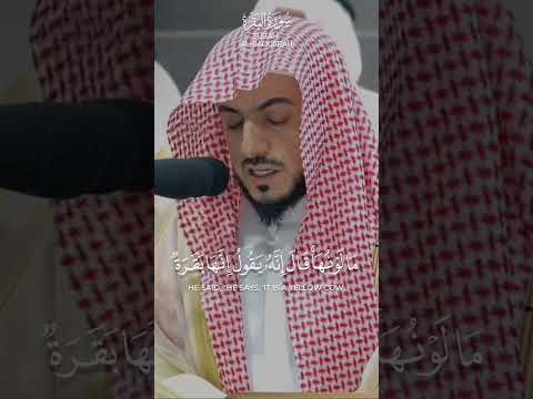 إنها بقرة صفراء فاقع لونها الوليد الشمسان