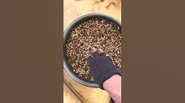 Here are the eggs we are using to produce maggots