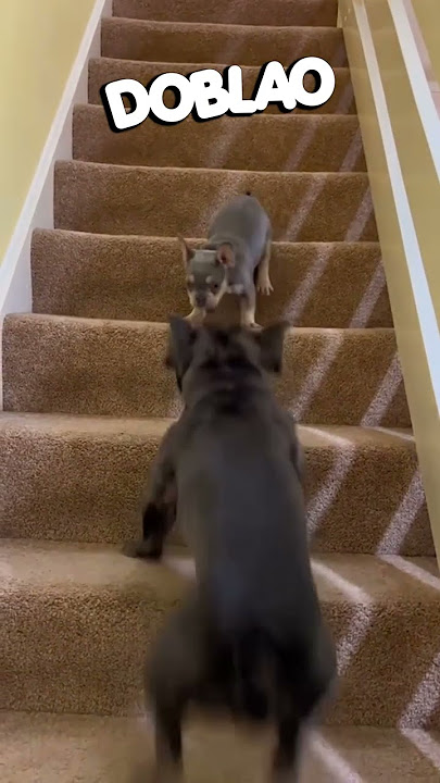 ¡Vamos atrasados! 🐶 | #DOBLAO