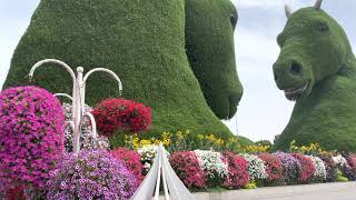 Dubai Miracle Garden-2023