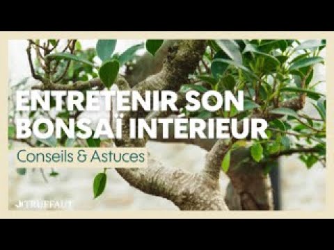 Vidéo: Prendre soin de vos premiers bonsaïs