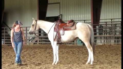 Valley View Ranch - Smart Little Suzie -  *For up-to-date info, price, etc., go to our website*