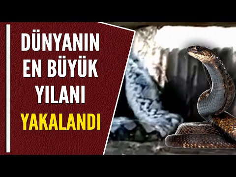 DÜNYANIN EN BÜYÜK YILANI YAKALANDI