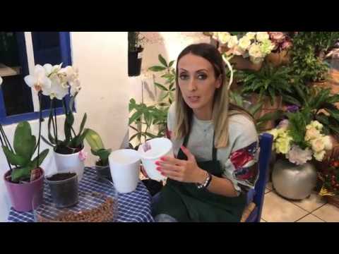 Video: Ghiveci De Orhidee