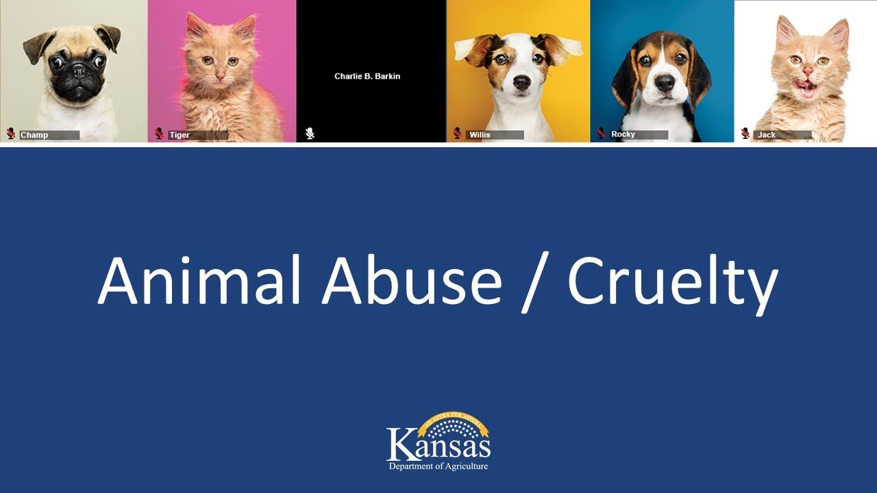 Animal Abuse & Cruelty - YouTube