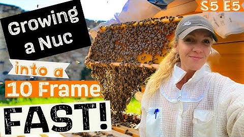 Ep 4. HOW To Grow Your Beehive + Moving a Nuc Into A 5 Frame / Beekeeping 101 #beekeeping