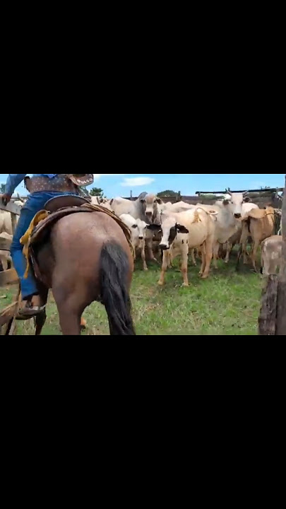 cow in the corral #shorts #viralvideo #farm #horse #sorocaba