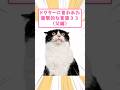 ドクターに言われた衝撃的な言葉33(父編) #猫 #猫のいる暮らし #猫動画 #ねこ #可愛い #ペット #かわいい #2ch