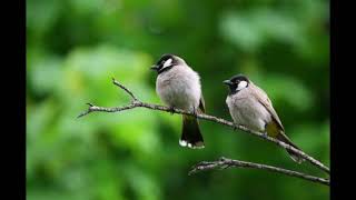 Small Bird Chirp Sound Effect super ,relaxation video. screenshot 5