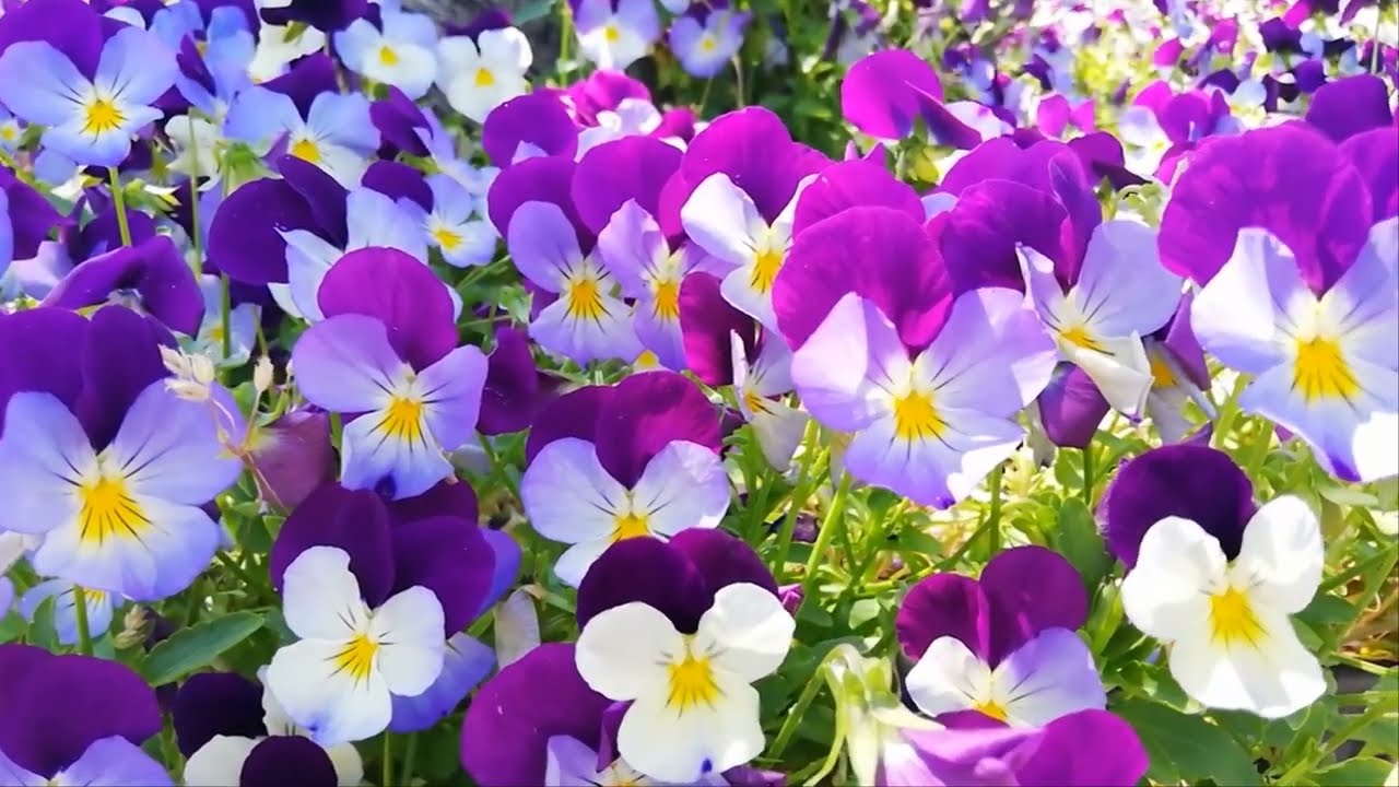 Blooming of Flowers in Nature: A Symphony of Colors and Serenity