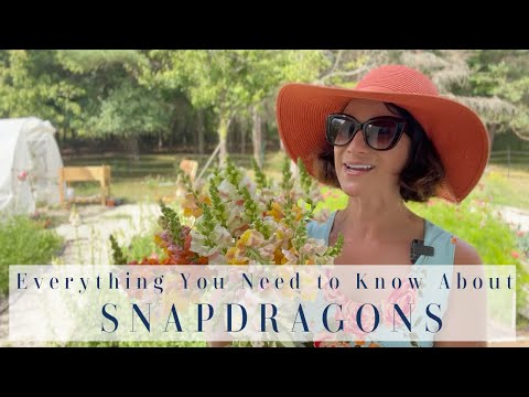 Everything You Need To Know About Snapdragons | My New Cutting Garden