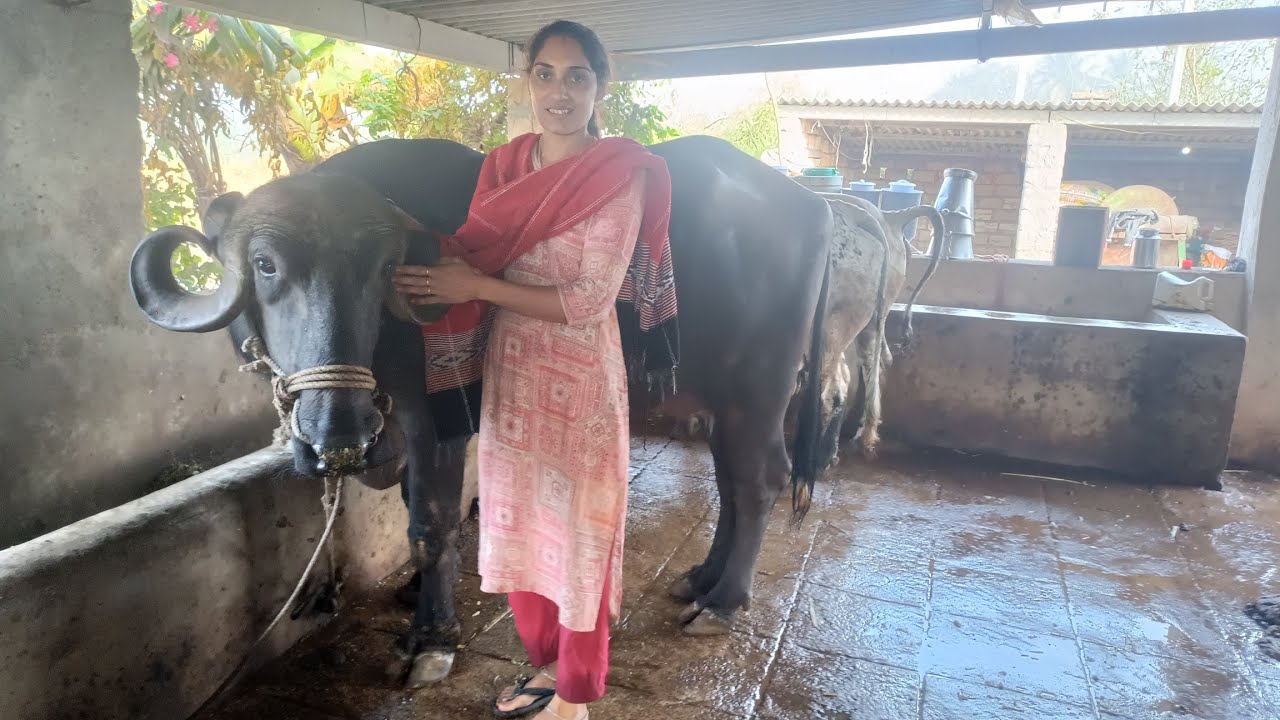 ઉનાળાની સિઝનની પહેલી નવી ભેસની ખરીદી.