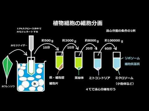 細胞分画法(植物細胞） 高校生物実験