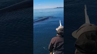 GIANT WHALE ALMOST HIT US #shortvideo #shortclip #gaintfish