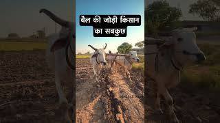 बैल की जोड़ी किसान का सबकुछ #hellokisaan #bull #kisaan #farmerbull #kheti #krushi