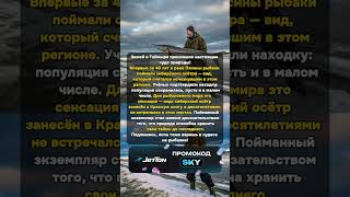 Осётр «воскрес» спустя 40 лет! Находка в Сиби #Рыбалка #Осётр #Таймыр #Сибирь #РедкаяРыба