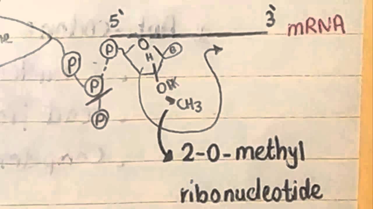 8  CBR, mRNA & tRNA