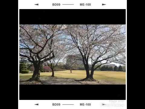 SRING IN KOREA 2019 korean to english