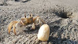 Crab on the beach Address in Fujairah