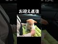 お迎え直後の子犬の柴犬の姿にめっちゃ泣けた!!#shorts