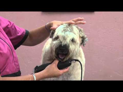 Vidéo: La coupe de cheveux traditionnelle Wheaten Terrier à poil doux