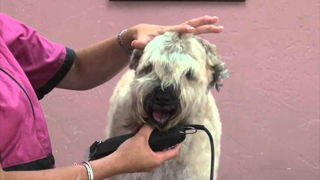 wheaten terrier grooming tools