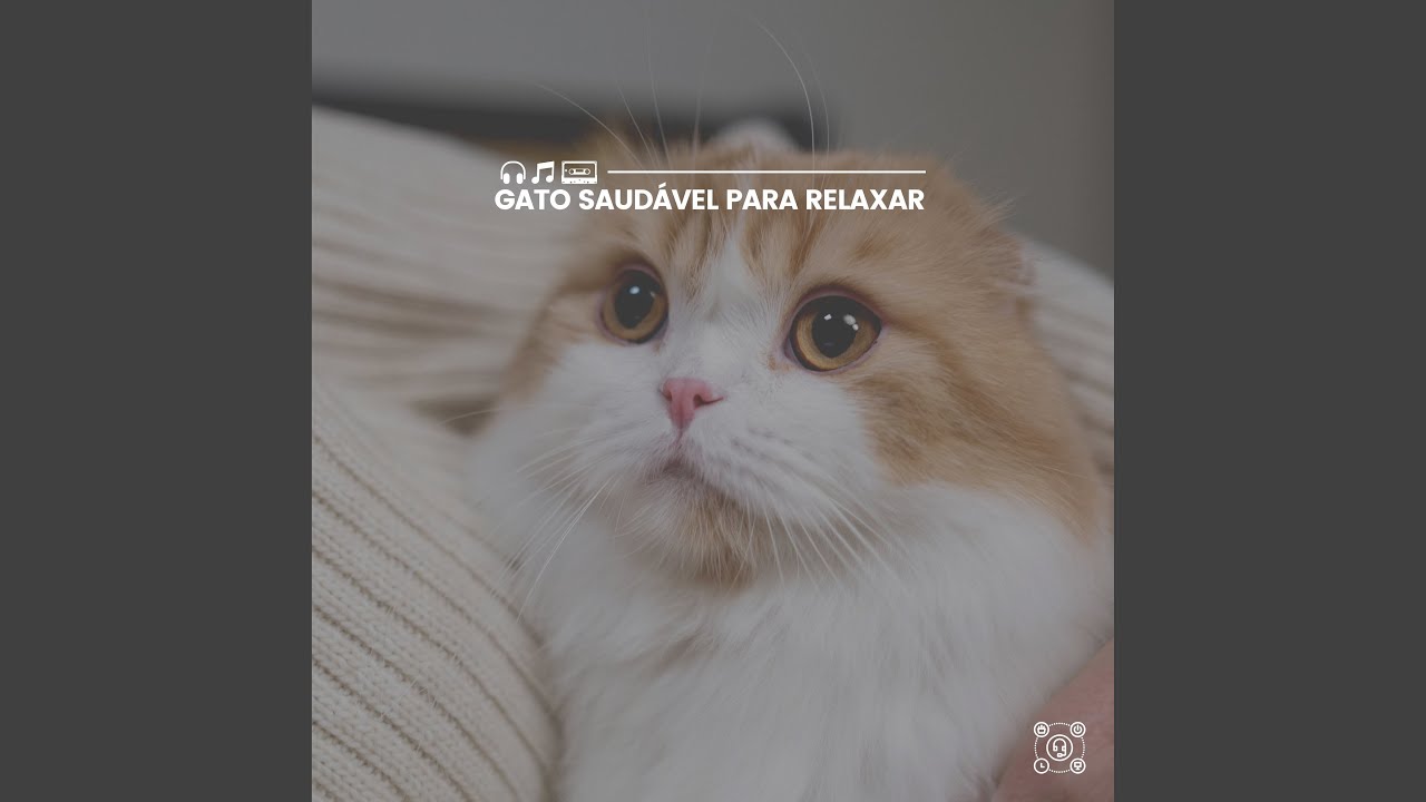 Lovely Little Kitty YouTube