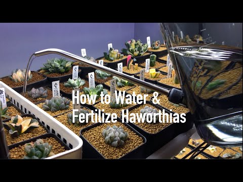 Video: Haworthia (73 Bilder): Trekk Ved Blomstring Og Blomsterpleie Hjemme. Hvordan Overlever En ørkenplante En Tørke? Hvilken Jord Er Nødvendig For Haworthia? Er Det Giftig Eller Ikke?