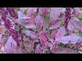 Shared Bed - December 20, 2025 Amaranth