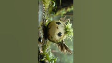 人間に化ける妖怪たち#105 #yokai  #妖怪 #都市伝説 #shorts #ai #transformation