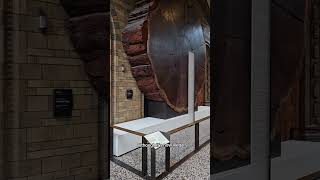 Have you seen the giant sequoia at the Natural History Museum? #NHM #Giant #Tree