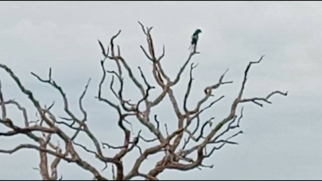 Pássaro feliz dia lindo na fazenda 