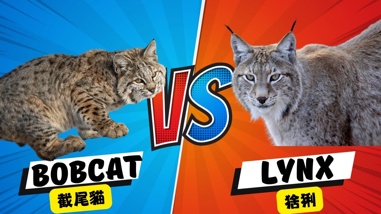 動物比一比- 英文繪本 截尾貓 Bobcat VS 猞猁 Lynx Read aloud from Khan Academy ...