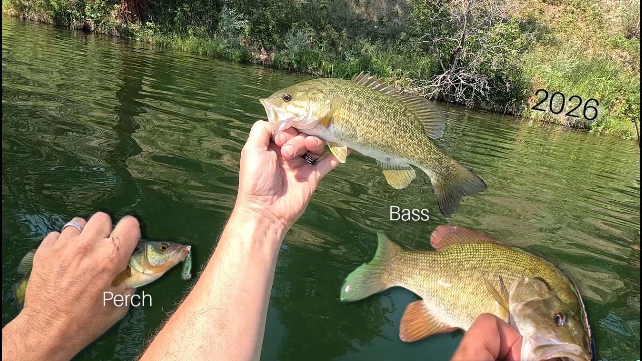 Epic BC Fishing…Bass and Perch Slam 2026 #fishing #fishingvideo #britishcolumbia #outdoors #fish