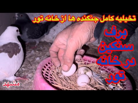 برف شدید و بخبندان انتقال کبوتران جنگندهایF35از پشت بام به طبقه چهارم در مشهد 