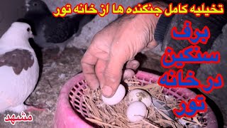 برف شدید و بخبندانانتقال کبوتران جنگندهایF35از پشت بام به طبقه چهارم در مشهد