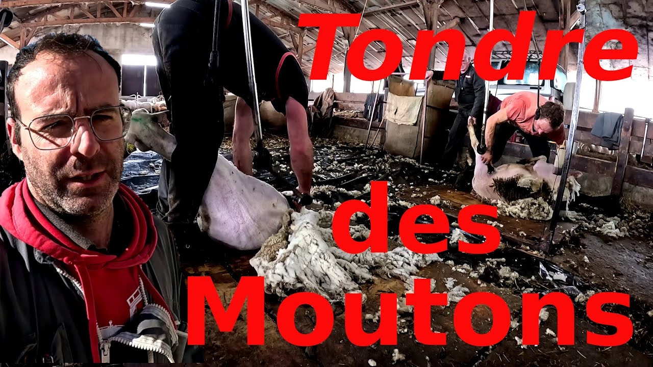 Tonte hivernale, quand les moutons bravent la neige....