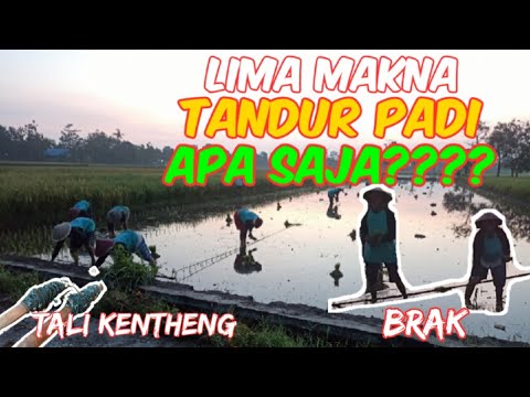 DAILY VLOG || FILOSOFI / MAKNA TANDUR PADI