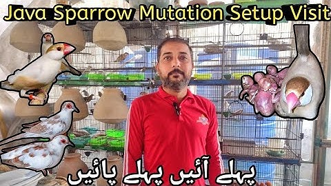 Visit Asif Bird Farm Java Expensive Mutation Setup | Fawn Java Sparrow, Red Pied, Fawn Pastel, Eumo