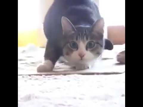 Videó: Szívblokk (I. Típusú Mobitz) Macskáknál