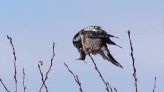 Hunt of the Hawk Owl