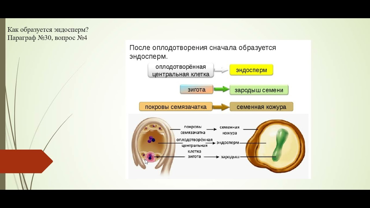 Почему оплодотворение растений называется двойным. Почему оплодотворение растений называется двойным