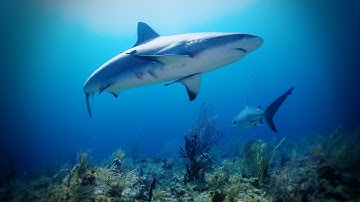 Implementing New Shark Protections Worldwide
