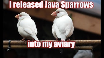 I released Java Sparrows into the aviary.
