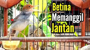 PRENJAK BETINA GACOR suara jernih memanggil Prenjak Jantan, di jamin Prenjak manapun pasti nyahut.