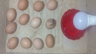 Beat idea to hatch eggs Without any temperature controller || DIY- HOW TO MAKE EGG INCUBATOR A HOME